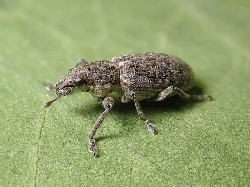 Curculionidae: Coelositona cinerascens